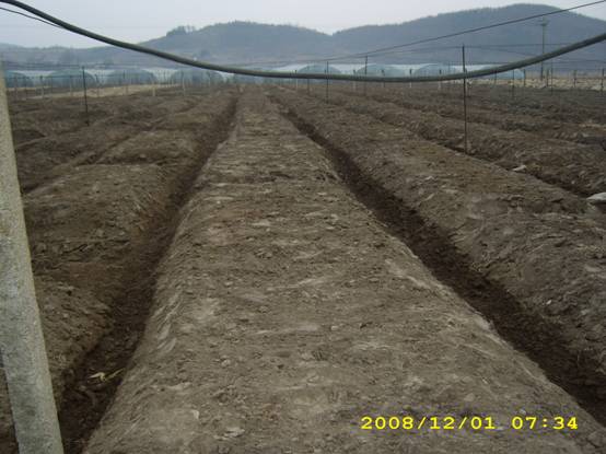 蓝莓埋土越冬和草帘覆盖越冬 (1).jpg