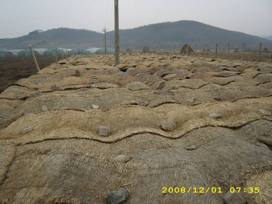 蓝莓埋土越冬和草帘覆盖越冬 (3).jpg
