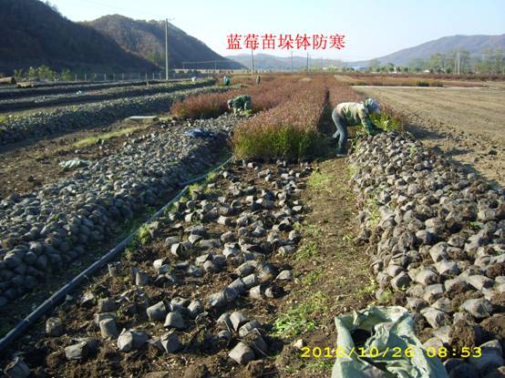 越冬前垛钵和越冬后立钵 (1).jpg