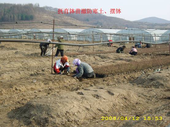 越冬前垛钵和越冬后立钵 (2).jpg