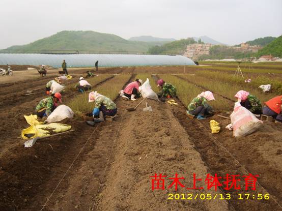 种苗上钵 (1).jpg
