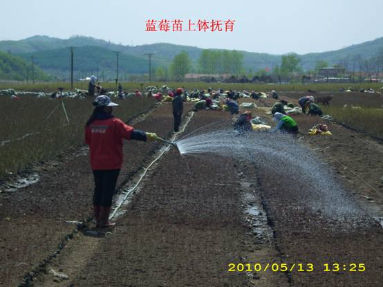 种苗上钵 (2).jpg