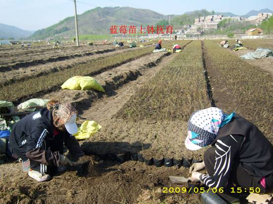 种苗上钵 (3).jpg